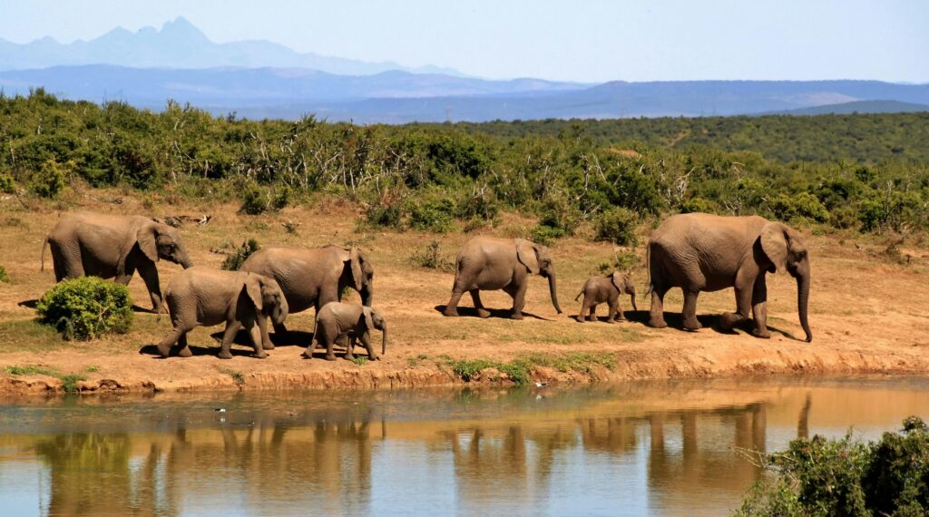 A stunning image of African elephants by a watering hole in the wilderness.
