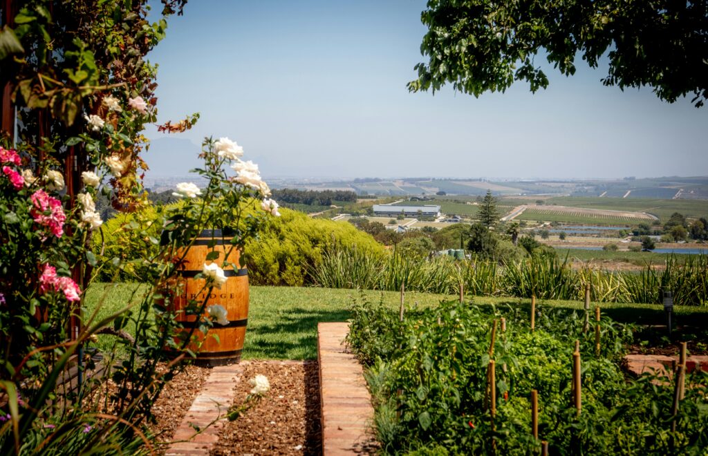 Lush vineyard and garden with flowers and a clear blue sky in Cape Town, South Africa.