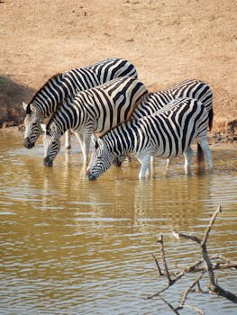 Three zebras quenching their thirst at a waterhole in the African savannah.